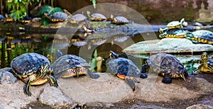 Swamp turtles in a line sitting on a rock together, nest of cumberland slider turtles, tropical reptile specie from America