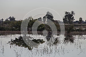 Swamp in Valencia