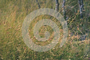 swamp vegetation close up with grass bents and foliage - vintage retro film look