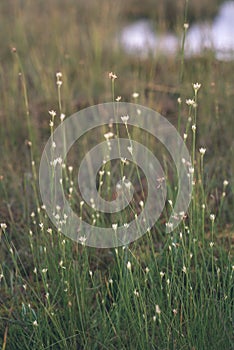 swamp vegetation close up with grass bents and foliage - vintage retro film look