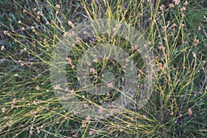 swamp vegetation close up with grass bents and foliage - vintage retro film look