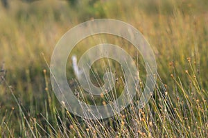 swamp vegetation close up with grass bents and foliage - vintage retro film look