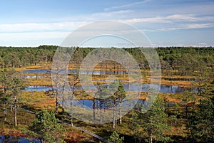 Swamp Viru in Estonia.The nature of Estonia.