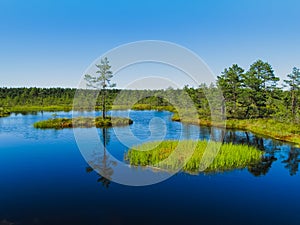 Swamp Viru raba in Estonia photo