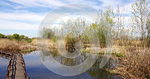 Swamp in Vojvodina, early spring shot