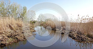 Swamp in Vojvodina shot in early spring