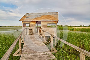 Swamp walking path