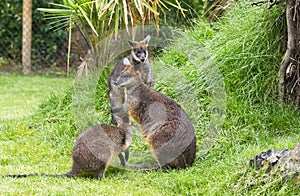 Swamp wallabies in park