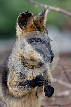 Swamp Wallaby photo