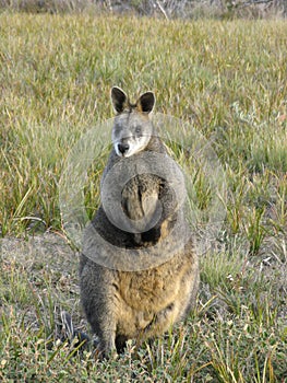 Swamp Wallaby