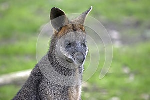 A swamp wallaby
