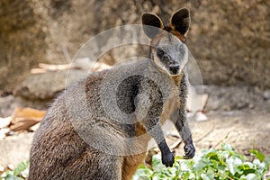Swamp Wallaby