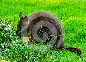 Swamp wallaby eating plants in closeup, popular marsupial specie from Australia