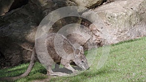 Swamp Wallaby eats grass, Wallabia bicolor, is one of the smaller kangaroos