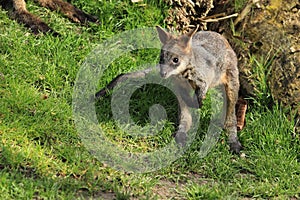 Swamp wallaby joey