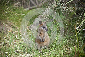 Swamp Wallaby Kangaroo Australia