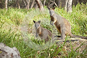 Swamp Wallaby Kangaroos Australia