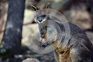 Swamp Wallaby in Tree Shadows Looking Portrait