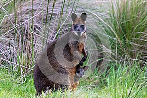 Swamp Wallaby in Victoria, Australia