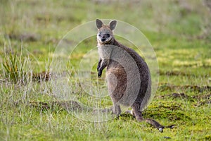 Swamp Wallaby in Victoria, Australia