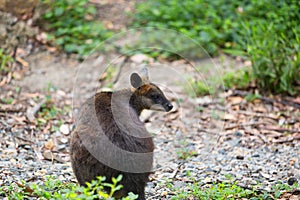 Swamp wallaby (Wallabia bicolor), also known as the black wallab