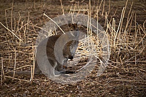 Swamp wallaby (Wallabia bicolor), also known as the black wallaby