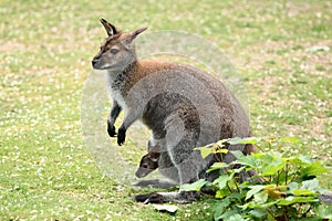 Swamp wallaby (Wallabia bicolor)