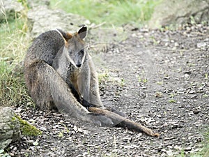 Swamp Wallaby, Wallabia bicolor, is one of the smaller kangaroos
