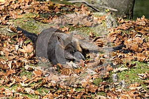 Swamp Wallaby, Wallabia bicolor, is one of the smaller kangaroos