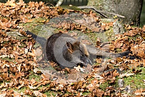 Swamp Wallaby, Wallabia bicolor, is one of the smaller kangaroos