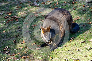 Swamp Wallaby, Wallabia bicolor, is one of the smaller kangaroos