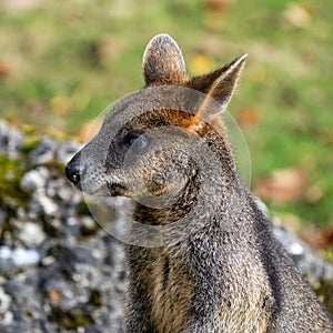 Swamp Wallaby, Wallabia bicolor, is one of the smaller kangaroos