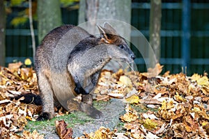 Swamp Wallaby, Wallabia bicolor, is one of the smaller kangaroos