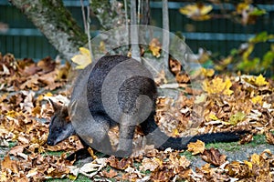 Swamp Wallaby, Wallabia bicolor, is one of the smaller kangaroos