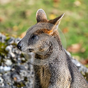 Swamp Wallaby, Wallabia bicolor, is one of the smaller kangaroos