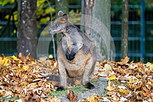 Swamp Wallaby, Wallabia bicolor, is one of the smaller kangaroos