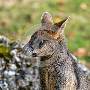 Swamp Wallaby, Wallabia bicolor, is one of the smaller kangaroos