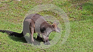 Swamp Wallaby, Wallabia bicolor, is one of the smaller kangaroos