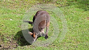 Swamp Wallaby, Wallabia bicolor, is one of the smaller kangaroos