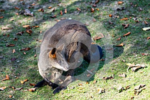 Swamp Wallaby, Wallabia bicolor, is one of the smaller kangaroos