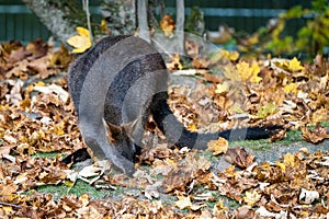 Swamp Wallaby, Wallabia bicolor, is one of the smaller kangaroos