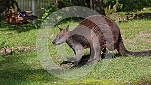 Swamp Wallaby, Wallabia bicolor, is one of the smaller kangaroos