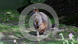 Swamp Wallaby, Wallabia bicolor, is one of the smaller kangaroos