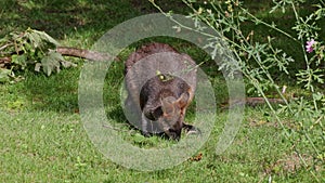 Swamp Wallaby, Wallabia bicolor, is one of the smaller kangaroos