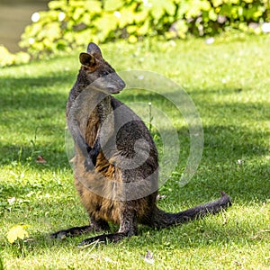 Swamp Wallaby, Wallabia bicolor, is one of the smaller kangaroos