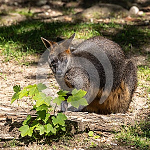 Swamp Wallaby, Wallabia bicolor, is one of the smaller kangaroos