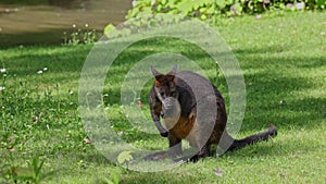 Swamp Wallaby, Wallabia bicolor, is one of the smaller kangaroos