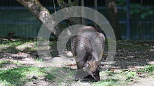 Swamp Wallaby, Wallabia bicolor, is one of the smaller kangaroos