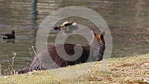 Swamp Wallaby, Wallabia bicolor, is one of the smaller kangaroos