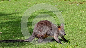 Swamp Wallaby, Wallabia bicolor, is one of the smaller kangaroos